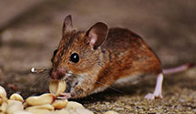 24 Hour & Emergency Exterminators in Craintown, KY
